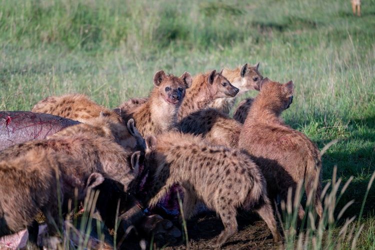 5 Fakta tentang Hyena Predator yang Licik dan  Buas 