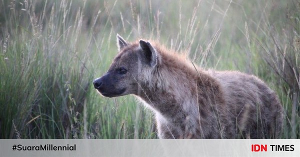 5 Fakta tentang Hyena Predator yang Licik dan  Buas 
