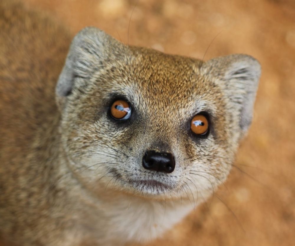 5 Fakta Unik Mongoose, Hewan Lucu yang Paling Ditakuti Ular