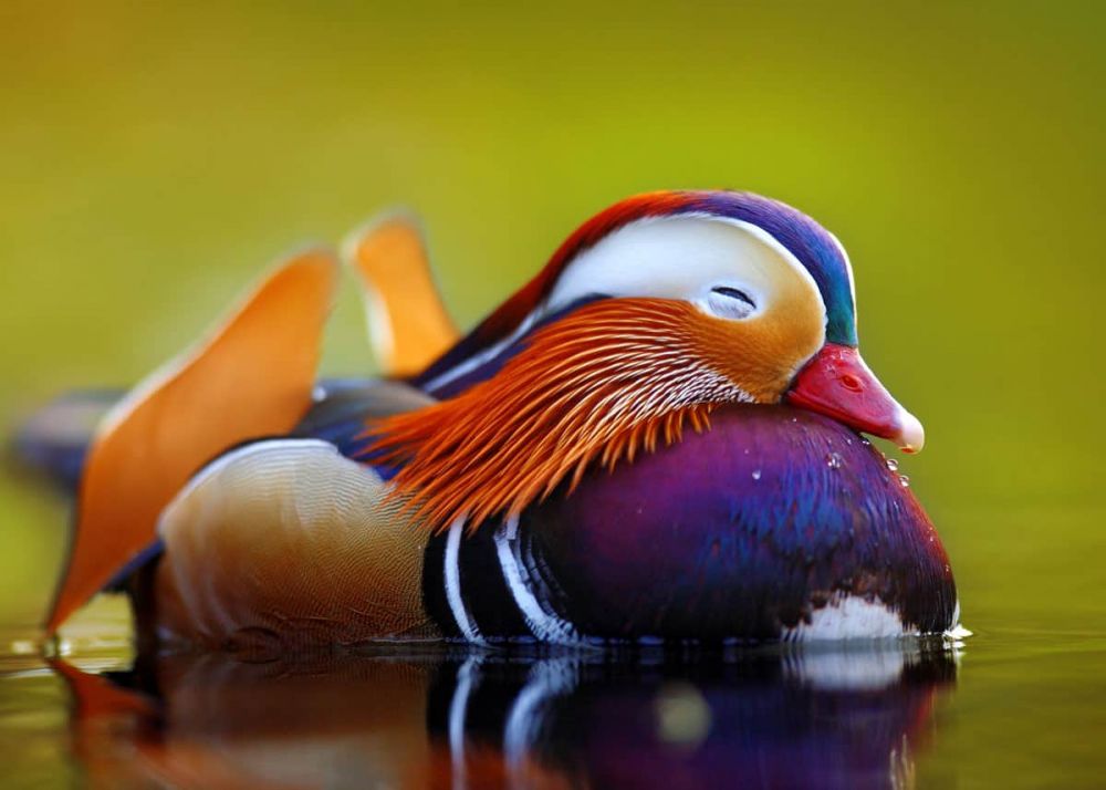 5 Fakta Bebek Mandarin, Unggas dengan Bulu yang Indah