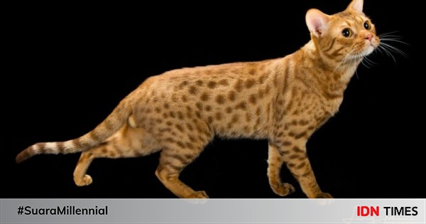 Kucing 101: 7 jenis kucing peranakan paling langka, harganya fantastis