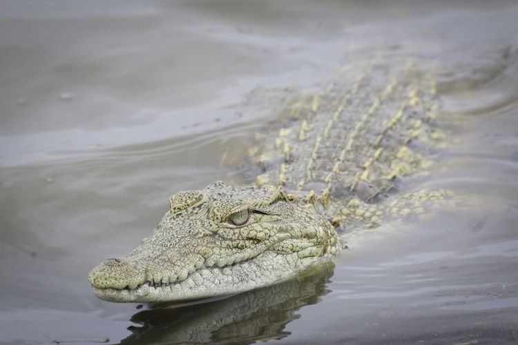 5 Hewan Predator yang Jadi Mangsa Predator Lain, Ada yang Saling Makan