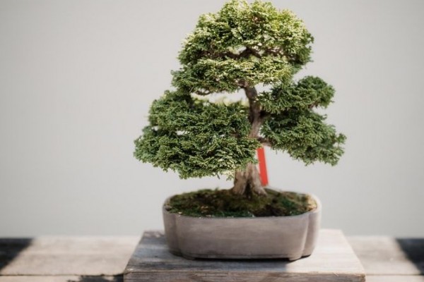 Menawan, 5 Bonsai Tanaman Liar yang Bisa Jadi Hiasan Rumah
