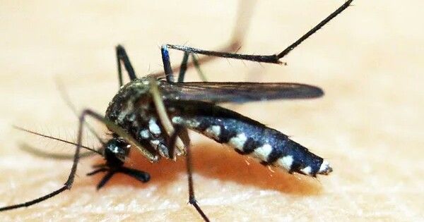 Peneliti FKH UGM Kembangkan Kit Deteksi Nyamuk Aedes yang Bermutasi