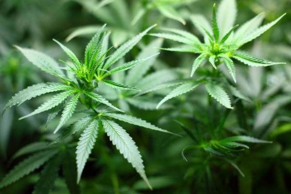 Meski Ilegal, Ini Manfaat Positif dari Daun Ganja