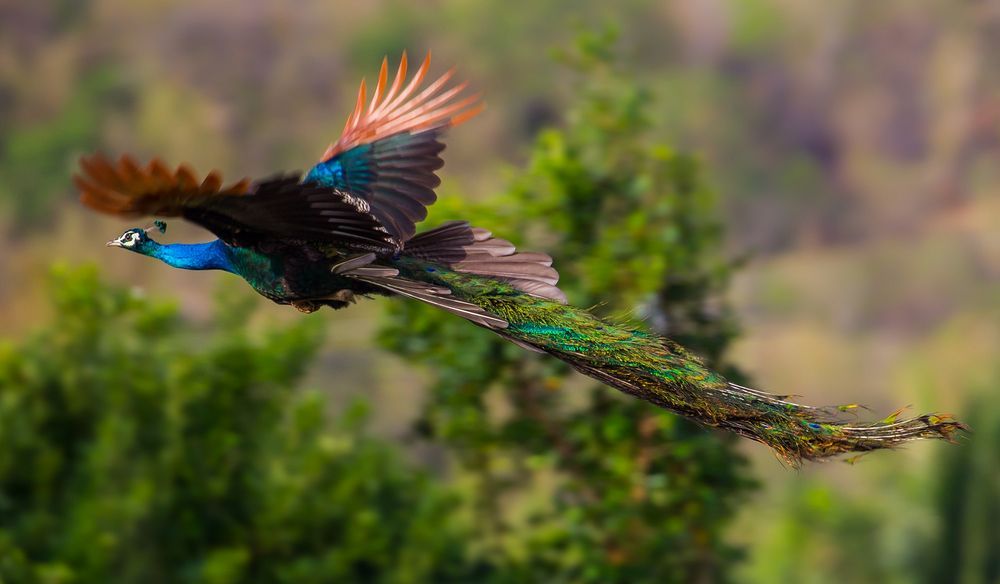 50 Gambar Burung Indah Terbaru