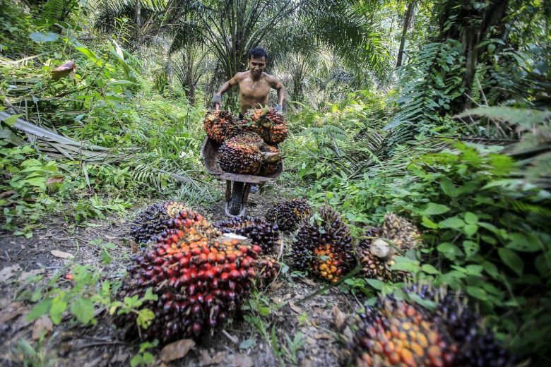 5 Negara Penghasil Minyak Kepala Sawit Terbesar di Dunia