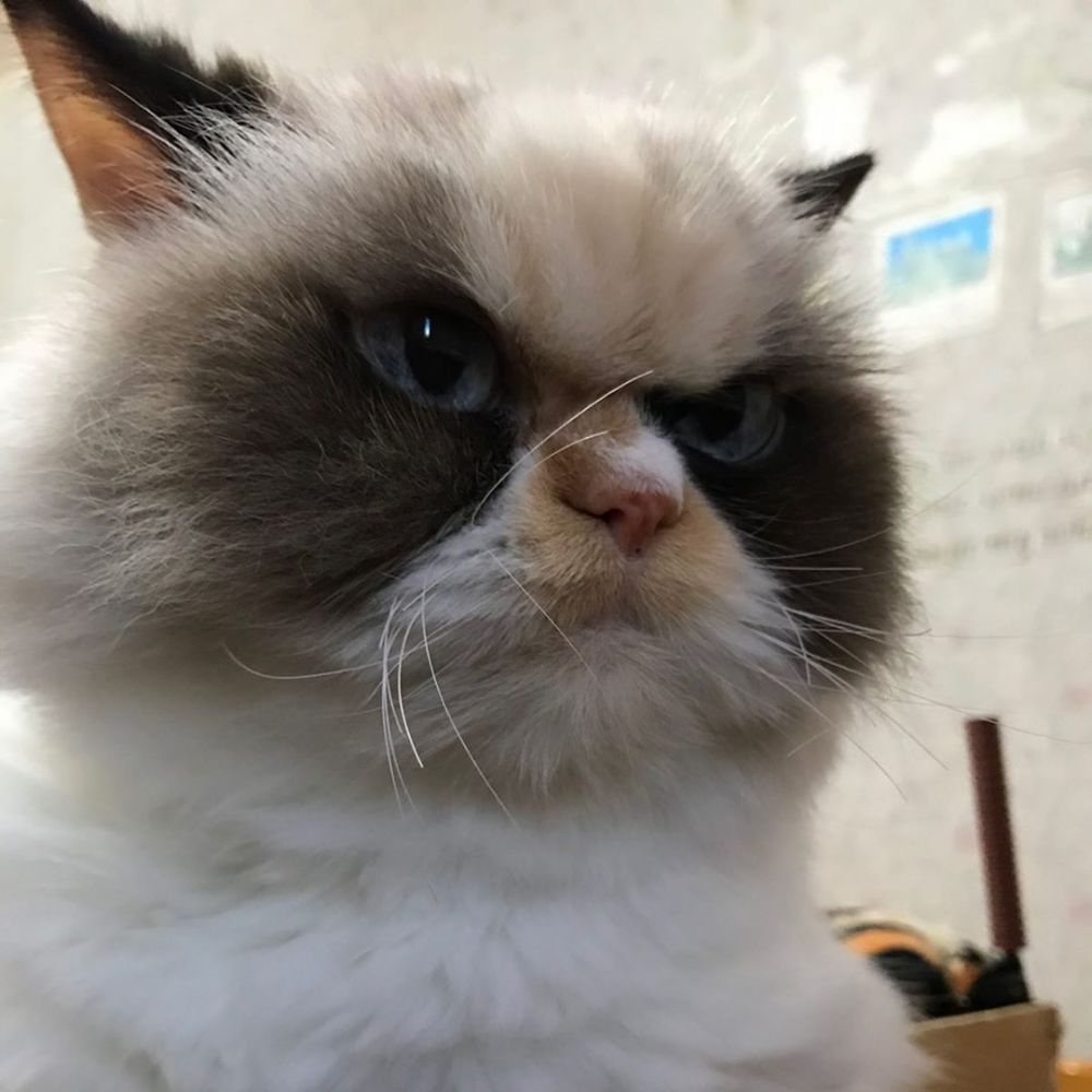 10 Potret Meow Meow, Kucing yang Disebut Sebagai New Grumpy Cat