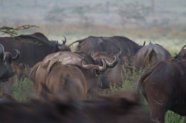 5 Fakta Unik Kerbau Afrika, Si Maskot Berburu Dari Afrika