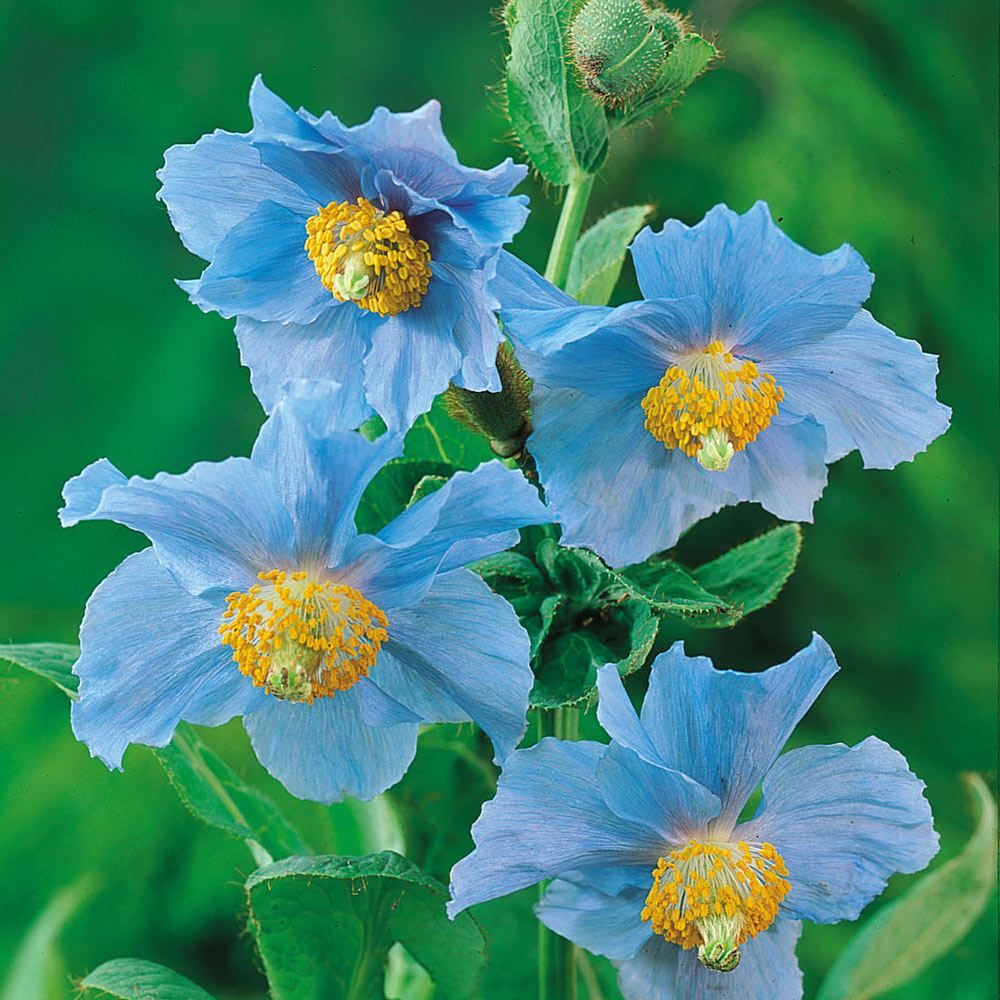 10 Jenis  Bunga Warna  Biru  Ini Bisa Jadi Primadona di Taman 