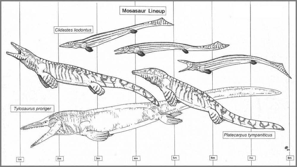 5 Fakta Mosasaurus, Reptil Laut Purba yang Lebih Besar dari T-rex!