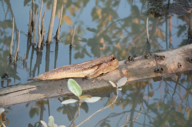 7 Kelakuan Unik Ikan, Mulai dari Bersenandung Sampai Panjat Tebing!