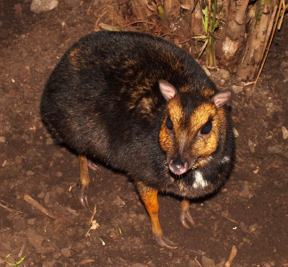 6 Hewan Endemik yang Hanya Bisa Ditemukan di Filipina