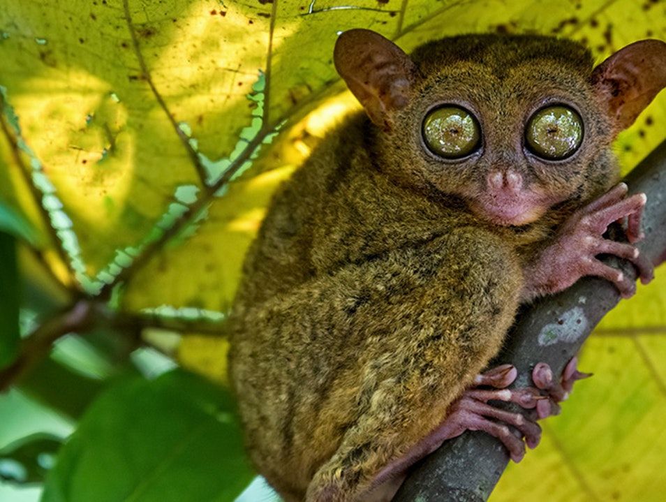 6 Hewan Endemik yang Hanya Bisa Ditemukan di Filipina
