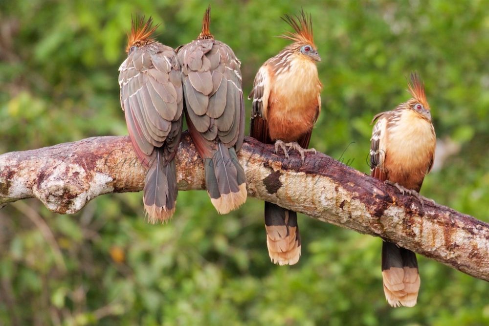 100 Burung dengan Warna Tercantik di Dunia - Hoatzin