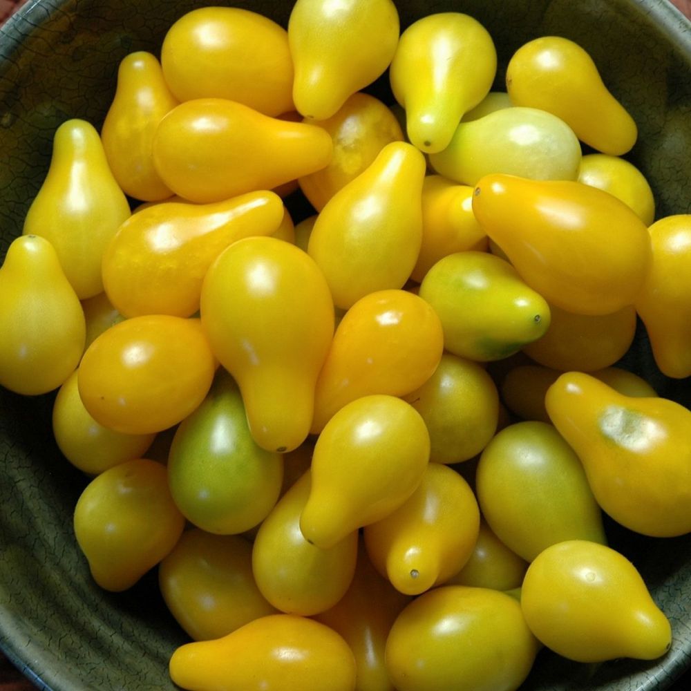 5 Jenis Tomat yang Jarang Orang Ketahui, Bisa Membedakannya?