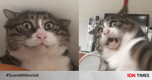 14 potret ah fei, kucing populer yang ekspresinya suka bikin ngakak!  