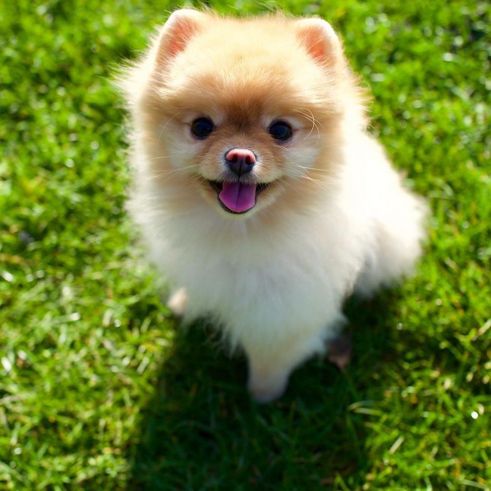 Teacup Pomeranian Indonesia Pets Lovers