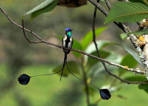 6 Negara yang Punya Spesies Burung Terbanyak di Dunia, Ada Indonesia!