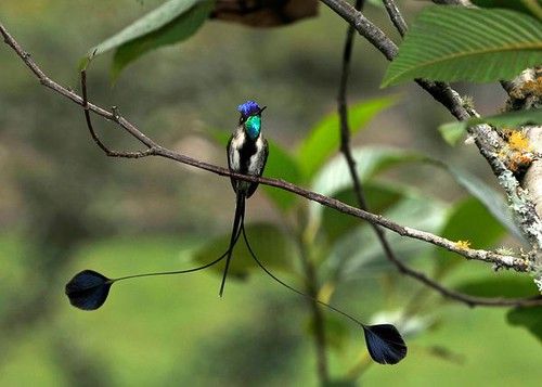 5 Fakta Burung Marvellous spatuletail yang Miliki Buntut Cantik