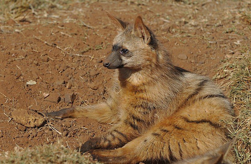 5 Fakta Menarik Aardwolf, Hewan yang Memiliki Lidah Sangat Lengket
