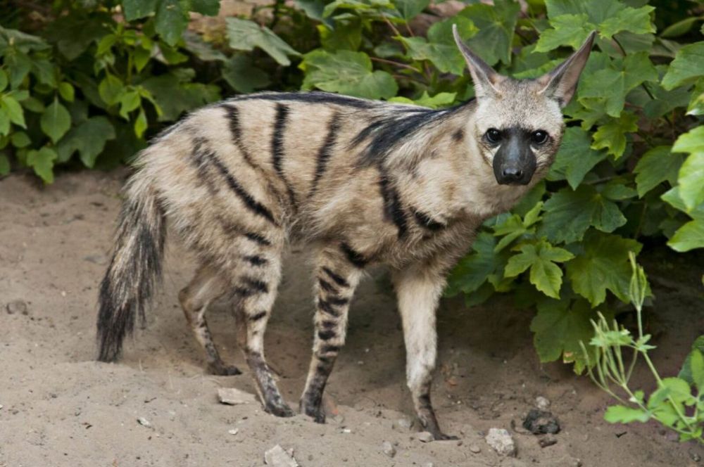 5 Fakta Menarik Aardwolf, Hewan yang Memiliki Lidah Sangat Lengket