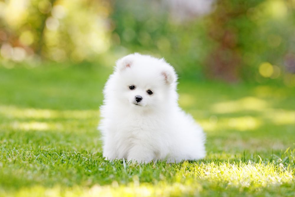 5 Fakta Tentang Anjing Teacup Versi Mungil Dari Trah Yang Sudah Mini   Adorable White Pomeranian Puppy Spitz 921029690 5c8be25d46e0fb000172effe B662f30b583a9d4f6128e6ad64d1972f 