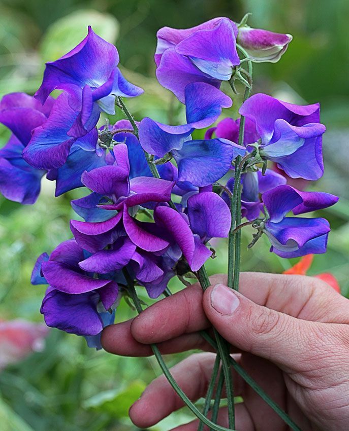 10 Jenis Bunga Warna Biru Ini Bisa Jadi Primadona di Taman Rumah