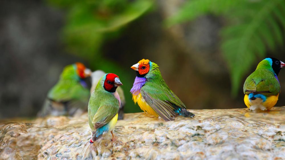 5 Fakta Menarik dari Gouldian Finch, Burung Eksotis Asal Australia