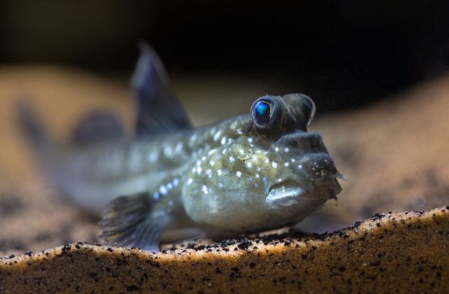 5 Hal Unik Mudskipper, Ikan yang Bisa Memanjat dan Melompat