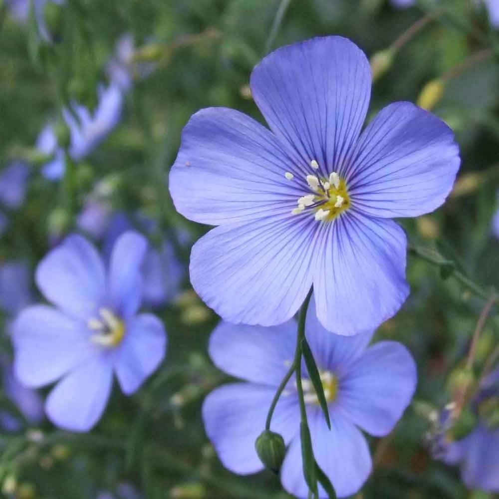 10 Jenis Bunga Warna Biru  Ini Bisa Jadi Primadona di Taman 