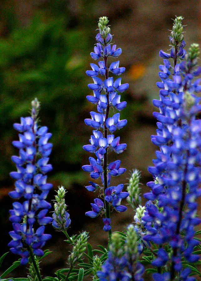 10 Jenis Bunga Warna Biru Ini Bisa Jadi Primadona Di Taman Rumah