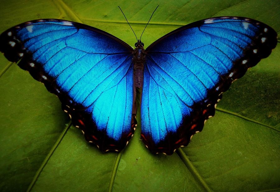5 Fakta Unik Dari Blue Morpho Spesies Kupu Kupu Dengan Sayap Raksasa