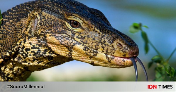 6 Fakta Unik Dan Menarik Biawak Kadal Besar Yang Mirip Ular