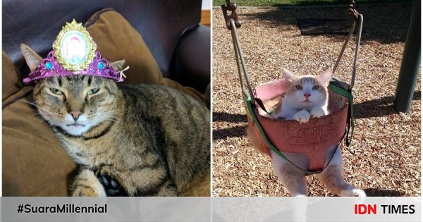 9 kucing yang pasrah aja dipaksa main! Kasihan, tapi kocak banget