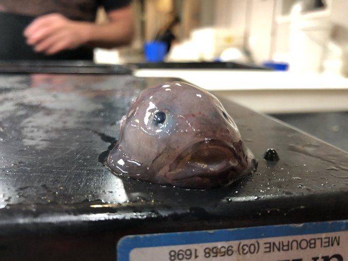 11 Fakta Menarik Ikan Blobfish, Hewan "Terjelek" Berwajah ...