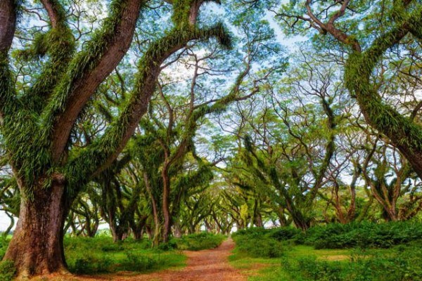 Keindahan Terpancar, 7 Wisata Alam di Banyuwangi yang Bikin Mata Segar