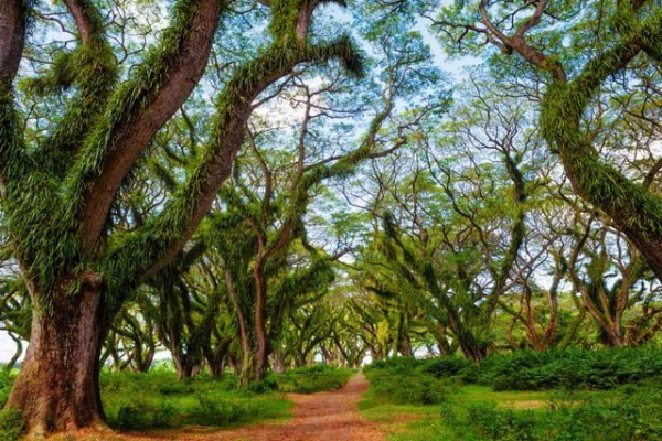 Keindahan Terpancar, 7 Wisata Alam Di Banyuwangi Yang Bikin Mata Segar