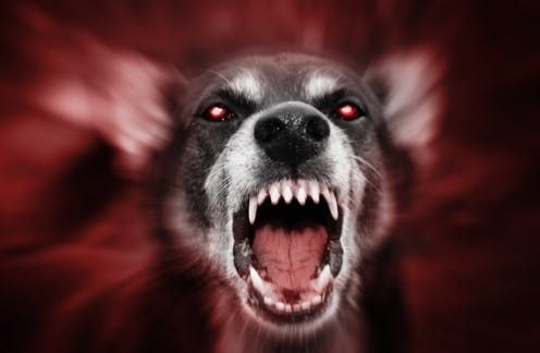 Warga Klungkung Digigit Saat Melerai Anjing Rabies yang Berkelahi