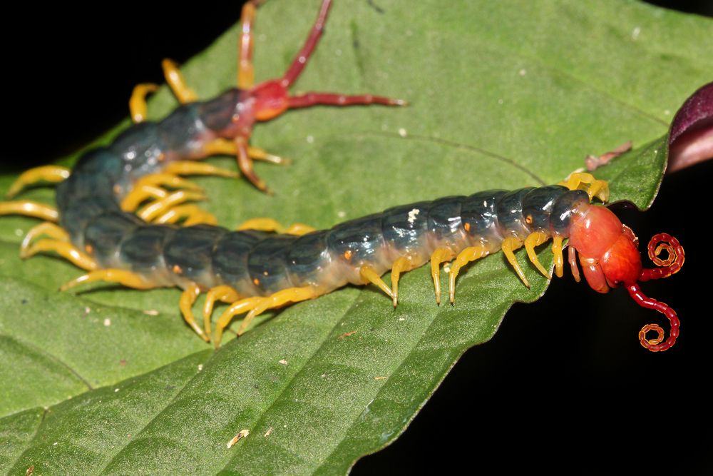 Waspada! 5 Hewan Paling Berbahaya dan Menakutkan di Hutan Amazon