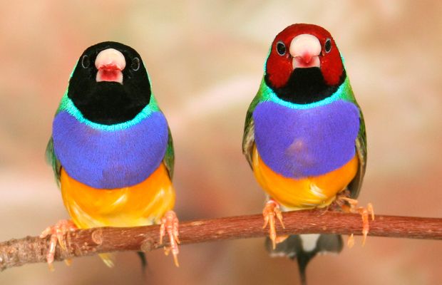 5 Fakta Menarik dari Gouldian Finch, Burung Eksotis Asal Australia - IDN Times