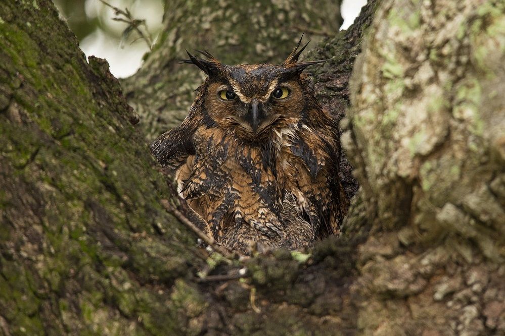 7 Fakta Great Horned Owl, Burung Hantu dengan Cengkeraman Mematikan