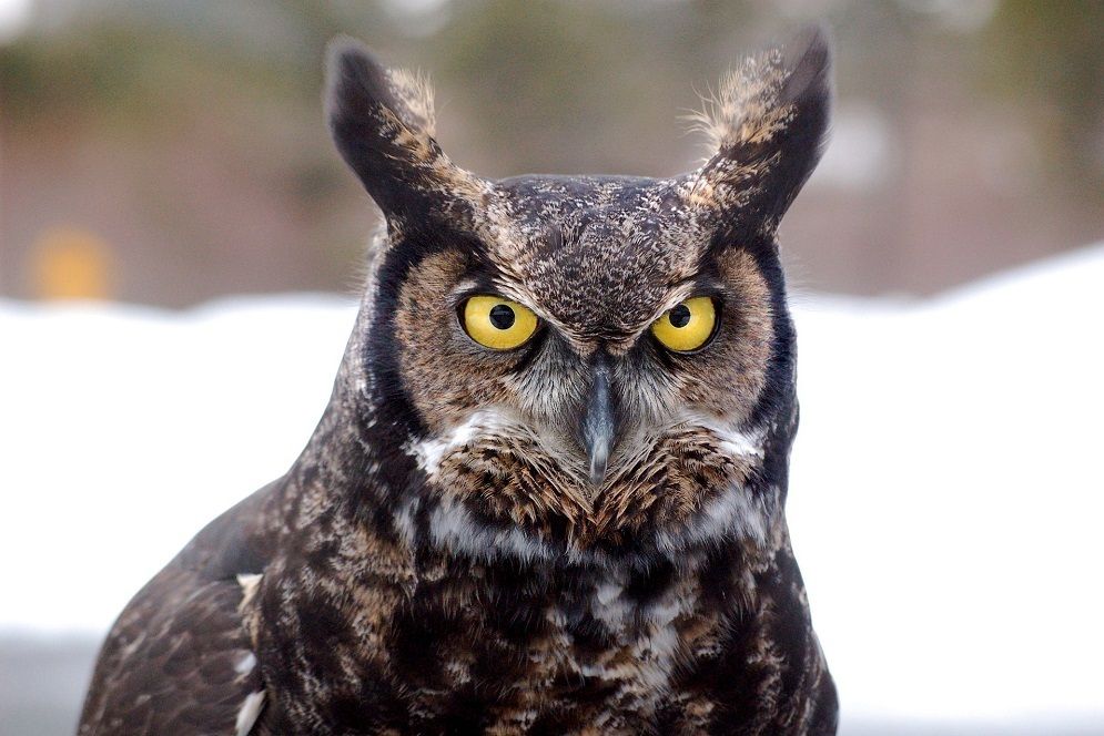 7 Fakta Great Horned Owl, Burung Hantu dengan Cengkeraman Mematikan