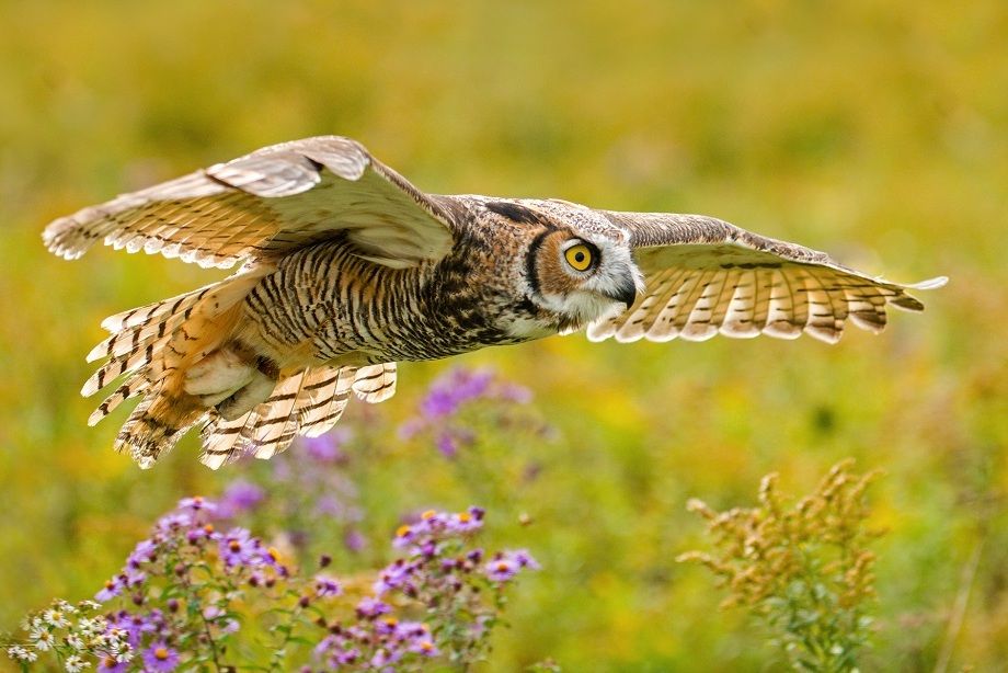 7 Fakta Great Horned Owl, Burung Hantu dengan Cengkeraman Mematikan