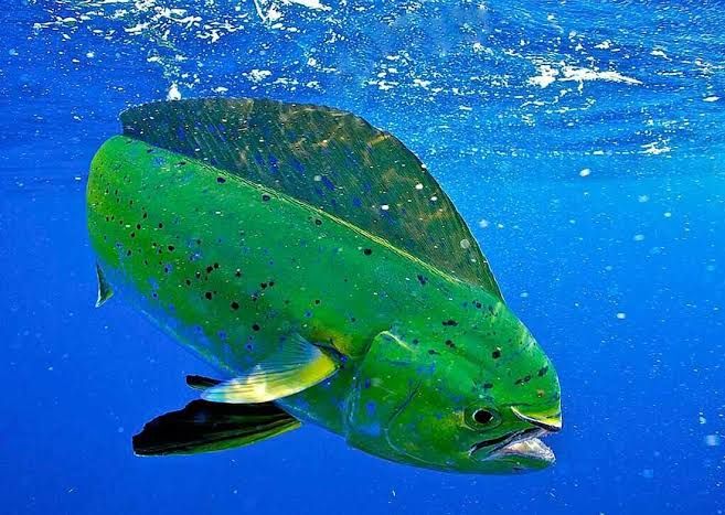 Fakta Ikan Lemadang yang Hidup di Laut Dangkal