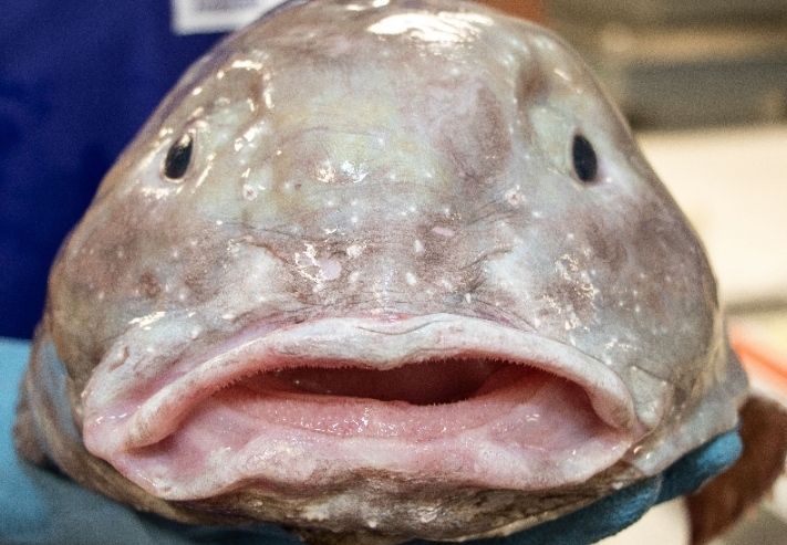 11 Fakta Menarik Ikan Blobfish, Hewan "Terjelek" Berwajah Alien