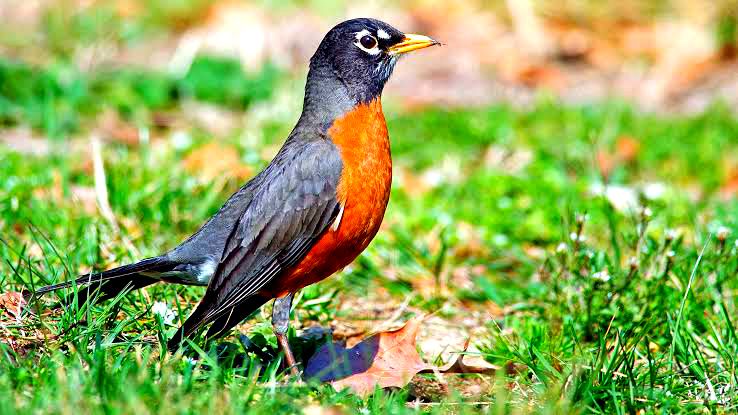 Gak Kalah dari Manusia, 7 Burung dengan Suara Paling Merdu di Dunia