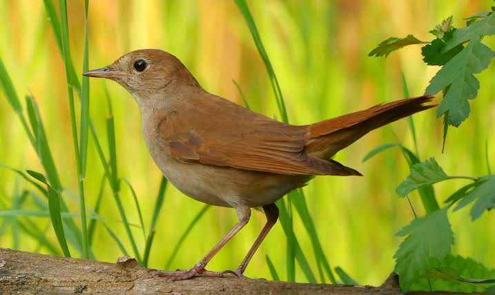 Gak Kalah dari Manusia, 7 Burung dengan Suara Paling Merdu di Dunia - IDN Times