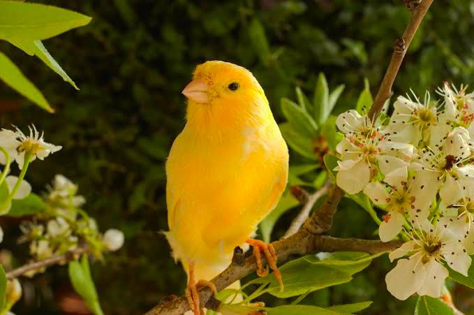 Gak Kalah dari Manusia, 7 Burung dengan Suara Paling Merdu di Dunia