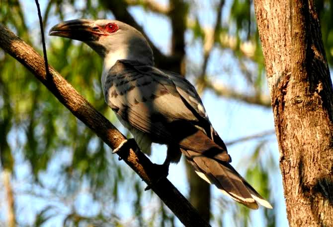 Gak Kalah dari Manusia, 7 Burung dengan Suara Paling Merdu di Dunia